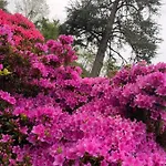 Giardini Magnolia * Belgirate