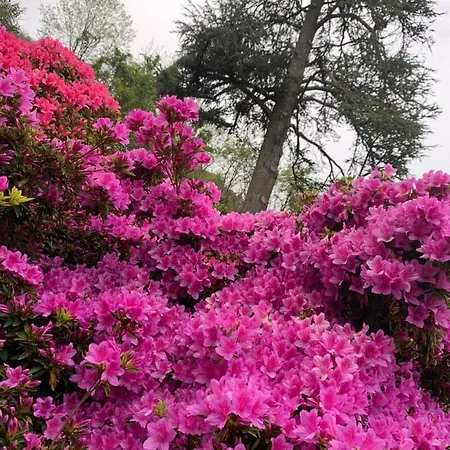 Giardini Magnolia * בלגירטה