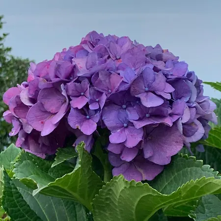 Giardini Magnolia * بيلجيراتي