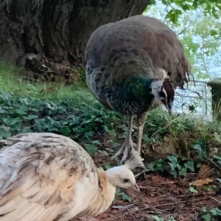 شقة Giardini Magnolia