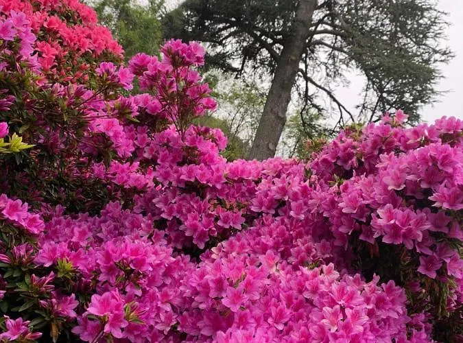 Giardini Magnolia * بيلجيراتي