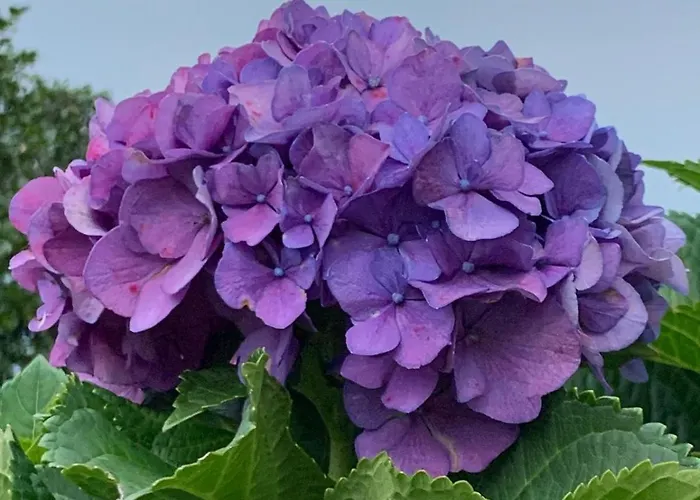 Giardini Magnolia * بيلجيراتي