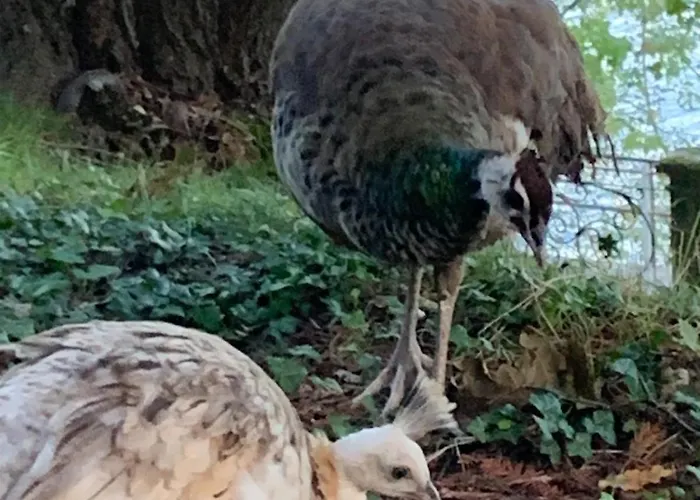 아파트 Giardini Magnolia